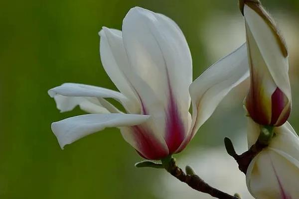 玉兰花一年开几次花?