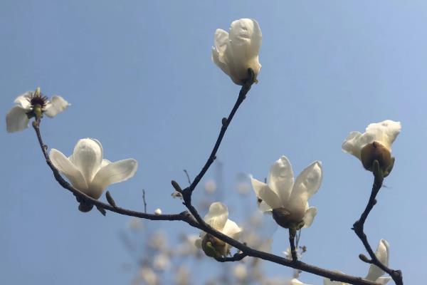 玉兰花一年开几次花?