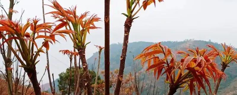 香椿树什么时候剪枝好