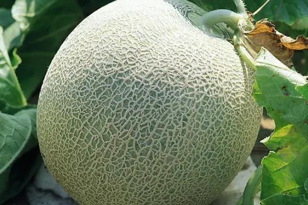 哈密瓜怎么保存可以存放时间久一点