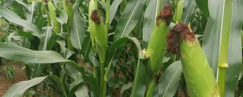 强育H1992玉米种特征特性