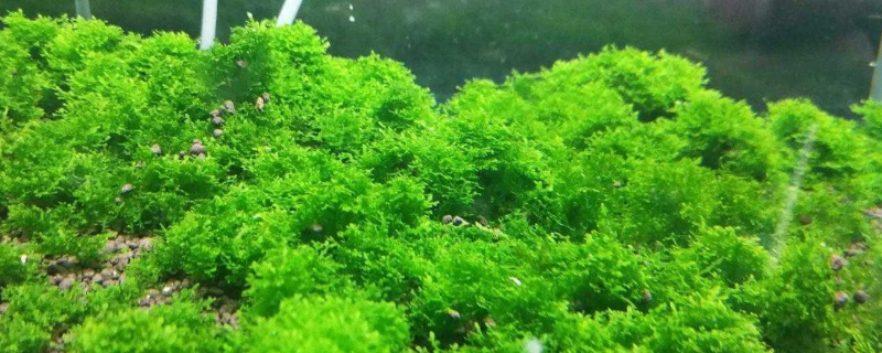 莫斯水草怎么繁殖