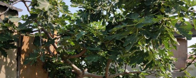 院子里有棵无花果风水好不好