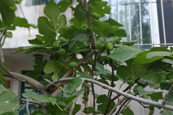 院子里有棵无花果风水好不好