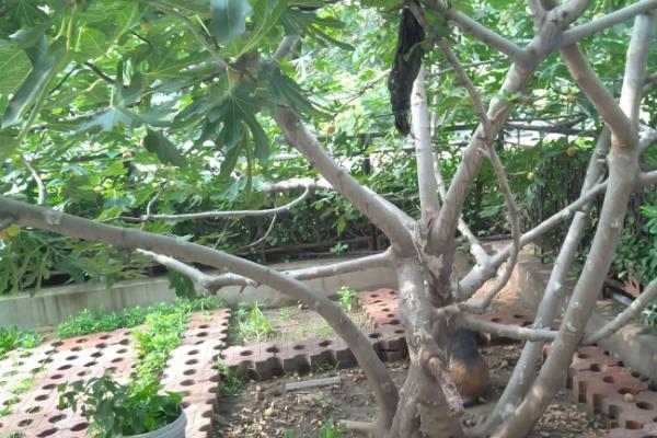 院子里有棵无花果风水好不好
