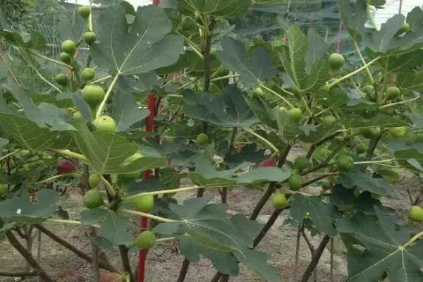 院子里有棵无花果风水好不好