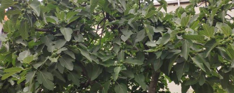 无花果树可以种在院子里吗