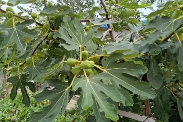 无花果树可以种在院子里吗