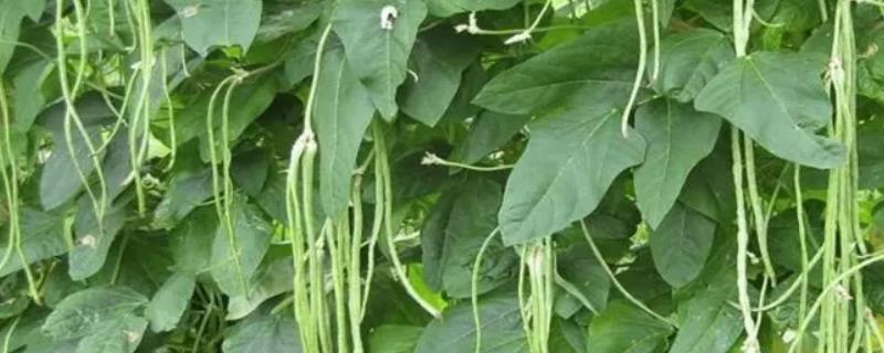 豆角种植时间和收获时间