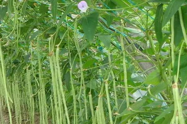 豆角种植时间和收获时间