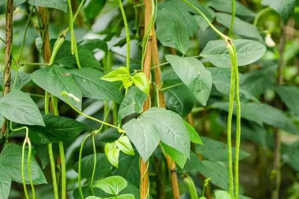 豆角种植时间和收获时间