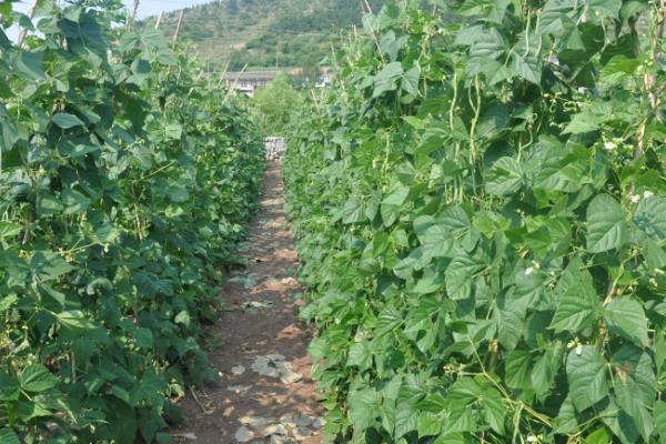 豆角种植时间和收获时间