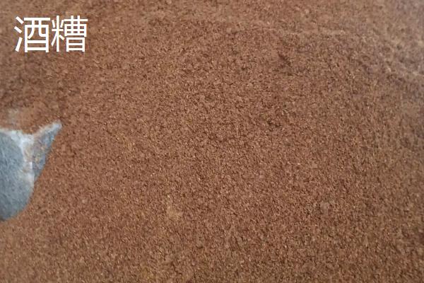 酒糟养牛如何配饲料