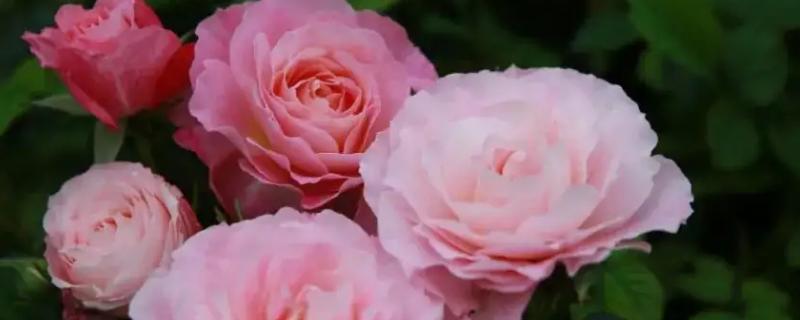 冥王星月季的优缺点