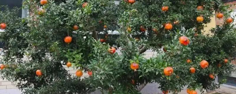 房子周围栽什么树风水最好