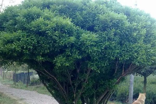 房子周围栽什么树风水最好