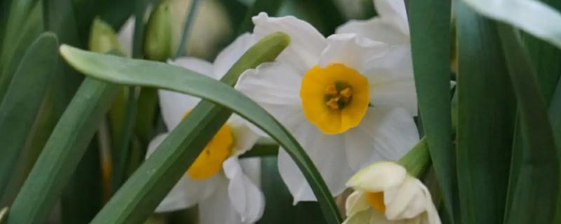 代表自信的花