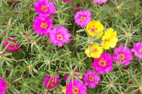 代表自信的花