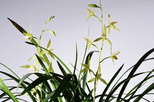 代表自信的花