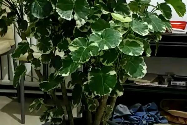 福禄桐的风水作用
