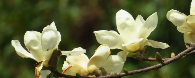 白玉兰几月份开花