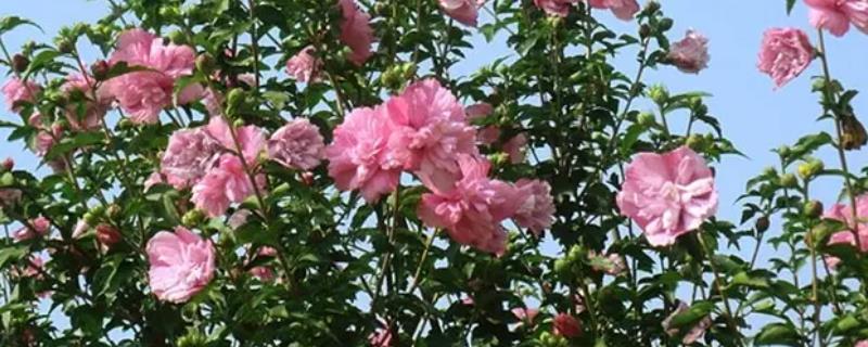 家里种木槿花树吉利吗