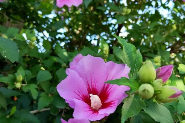 家里种木槿花树吉利吗