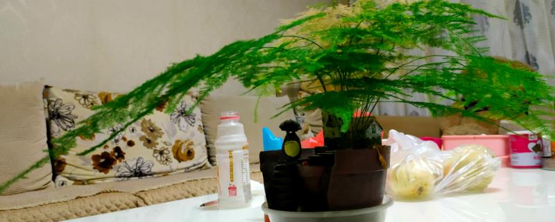 适合学生桌面养的植物