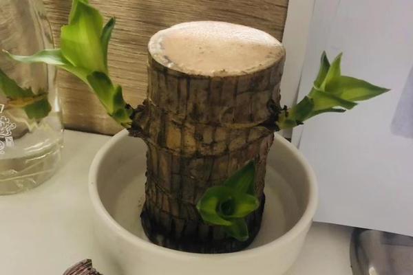 适合学生桌面养的植物