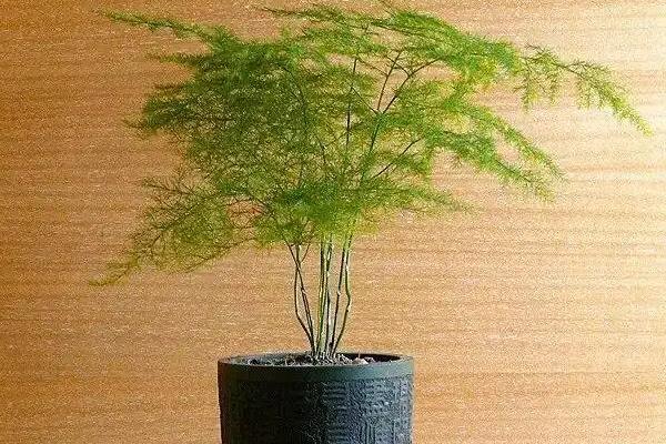 适合学生桌面养的植物