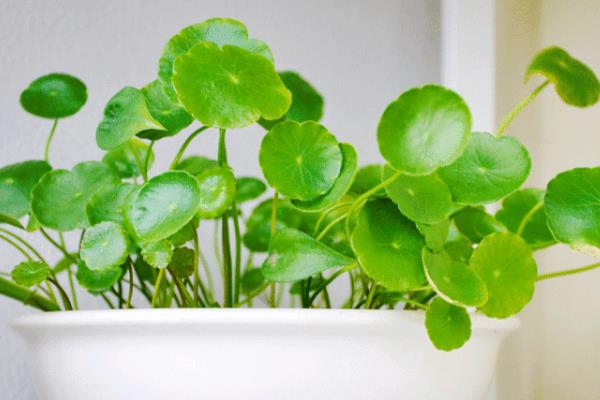 适合学生桌面养的植物