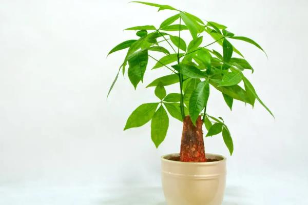 适合学生桌面养的植物