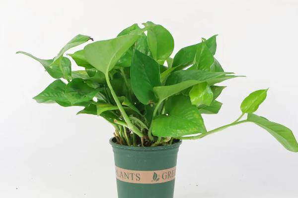 适合学生桌面养的植物