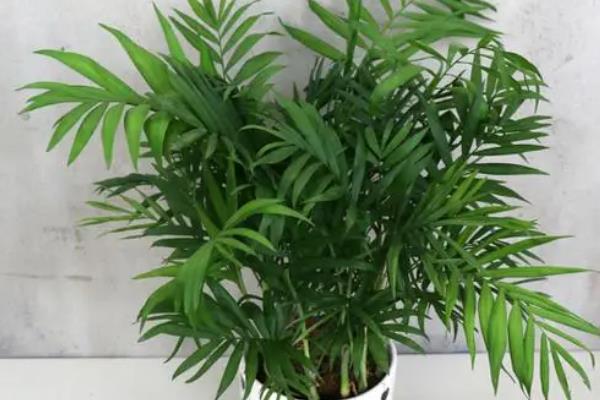 适合学生桌面养的植物