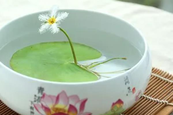 为什么养一叶莲不吉利