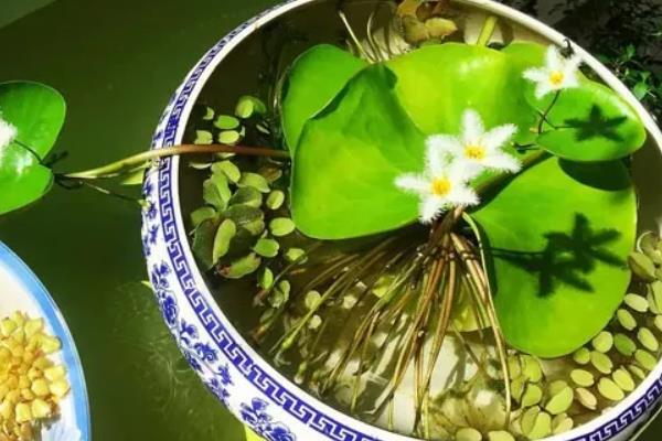 为什么养一叶莲不吉利