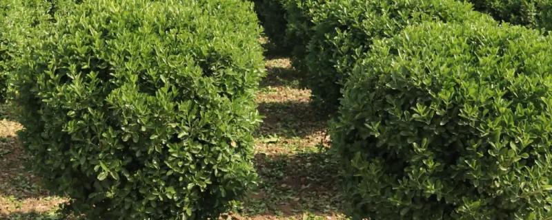 黄杨深栽还是浅栽
