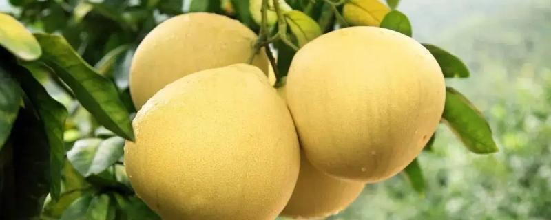 柚子分几种哪种柚子好吃