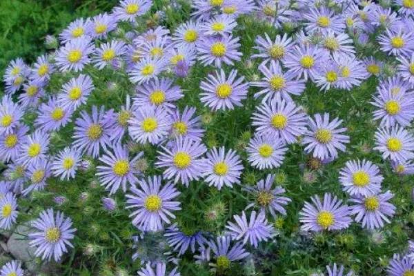 暗恋的花语有哪些花