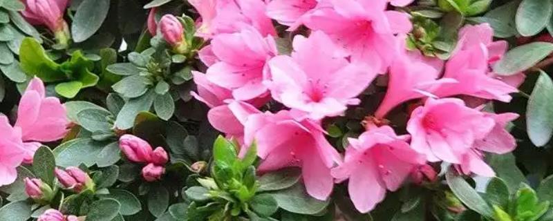 杜鹃的花语