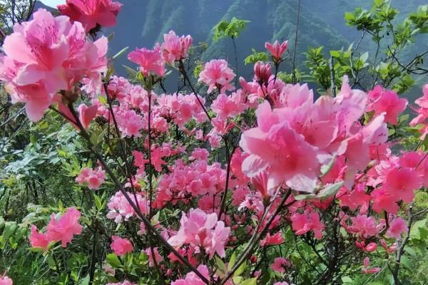 杜鹃的花语