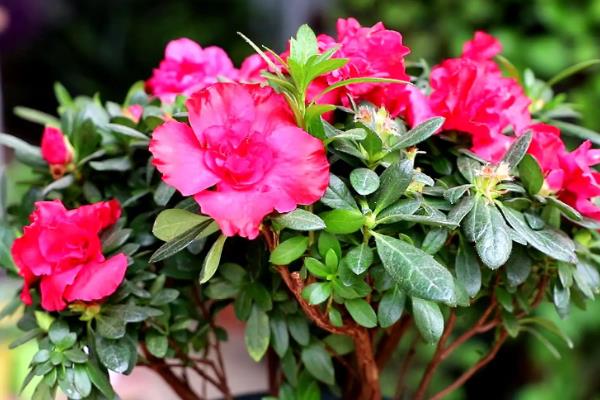 杜鹃的花语