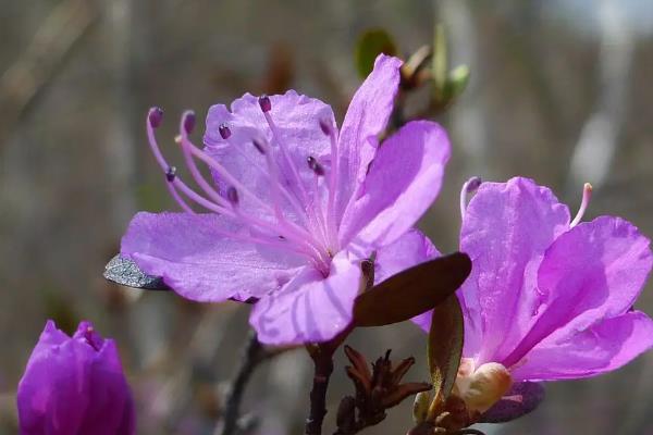 干枝杜鹃花语