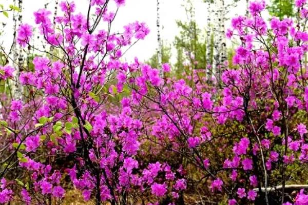 干枝杜鹃花语