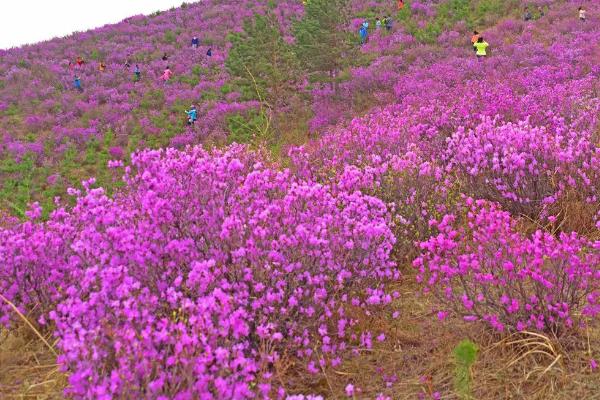 干枝杜鹃花语