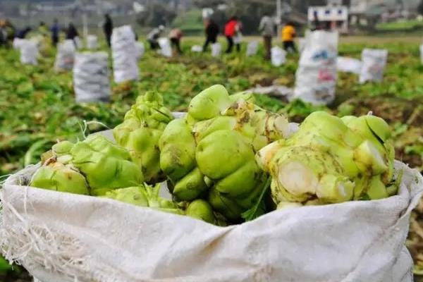 榨菜长什么样