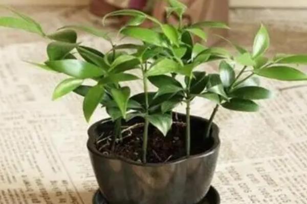 长寿竹的花语是什么