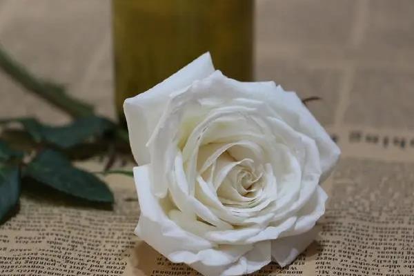蓝玫瑰的花语是什么