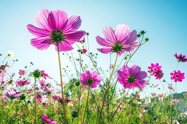 格桑花的花语和象征
