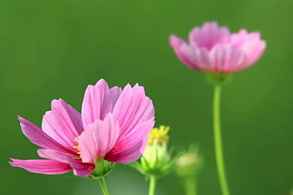 格桑花的花语和象征